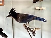 Deze zagen we in Nairn Falls: Steller’s jay (soort gaai)