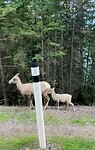 Rij een stukje mee - Wildexcursie met big horn sheep (moeder en jong)