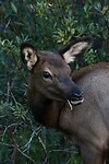Jonge wapiti