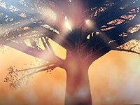De vikingboom Yggdrasil