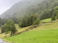 Schapen met bel om hun nek