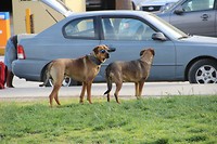 IMG_3519