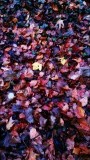 Herfstbladerenpallet langs het Pieterpad 2014