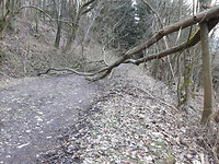 Laat maar waaien die boom