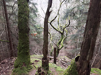 20170227 Grillige bomen