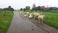 Schapen en koeien zijn regelmatig te gast op het Marskramerpad