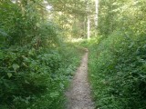 Door het bos in de omgeving van Zofingen, Zwitserland