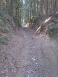 Door het bos in de omgeving van Zofingen, Zwitserland (2)