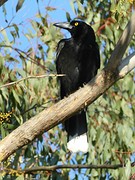 Pied Currawong