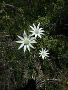 Girraween NP