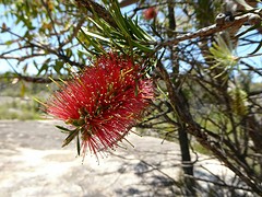 Girraween NP