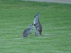 Kangaroo