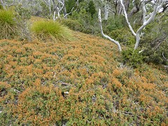 Vegetatie Cradle Mountain