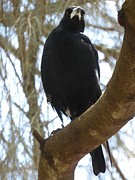 Australian magpie