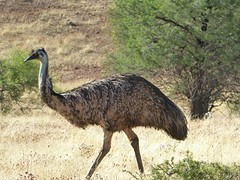 Mevrouw emu
