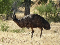 Emu