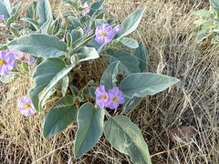 Velvet potato bush