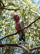Galah