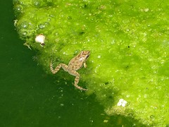 Froglet