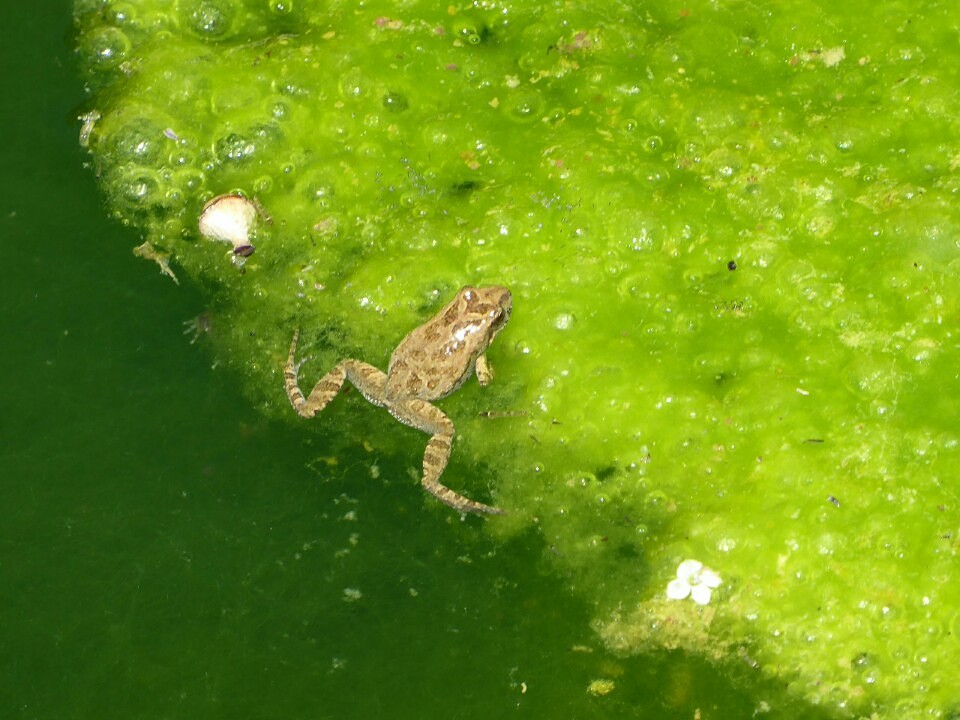 Froglet