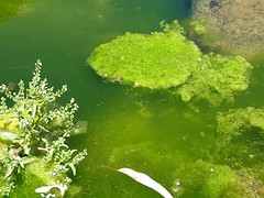 Spot the froglet