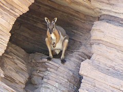 Yello-footed rock walliby