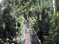 Canopy walk door de boomtoppen
