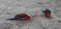 Super mooie gekleurde vogels