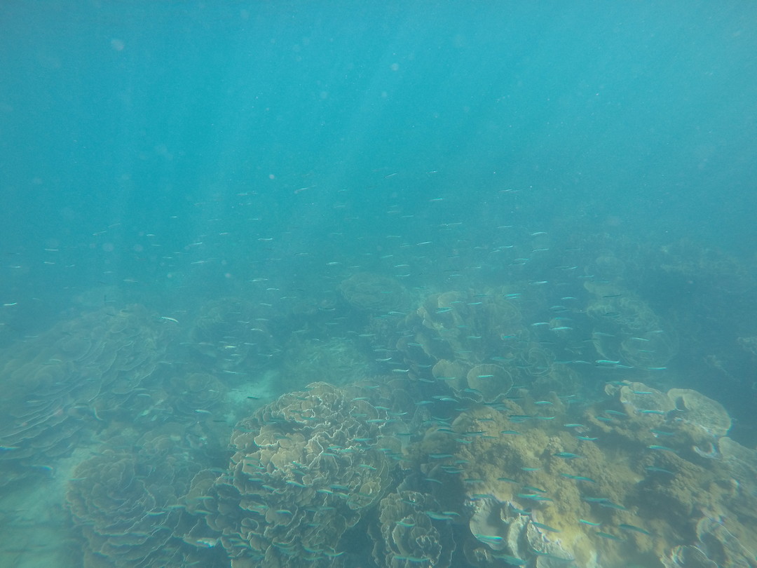 Snorkelen bij het prachtige Ningaloo Reef