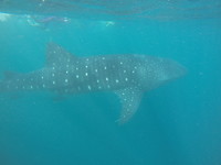 We've got a whale shark!