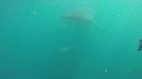 Whale shark!!