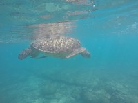 Super veel schildpadden gezien! 😍