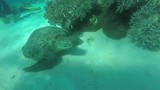 Het leven onder water is prachtig