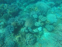 Hallo schildpad 💙