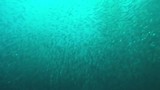 Duiken met duizenden sardines!