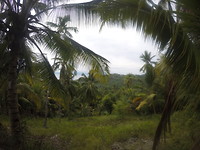 Palmtrees