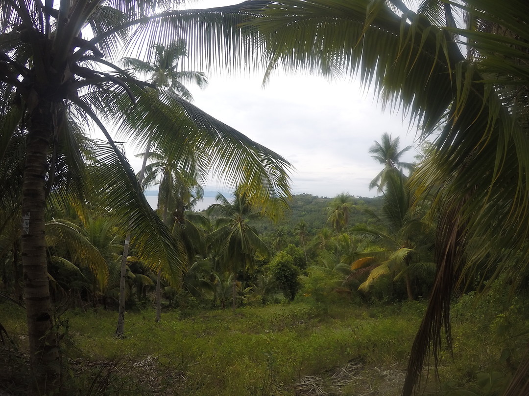 Palmtrees