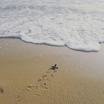 Run turtle Run!