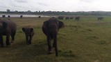 Angstig momentje zo'n olifanten aanval!
