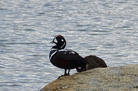Een vogel