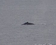 De walvis