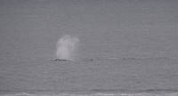 De walvis