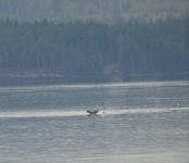 Weer een walvis
