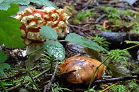 Wij hebben ook paddestoelen gezien