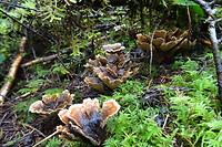 Paddestoelen