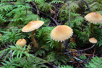 Paddestoelen