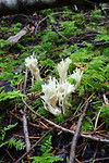 Paddestoelen
