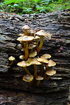 Paddestoelen