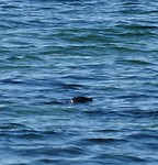 Een zeehond