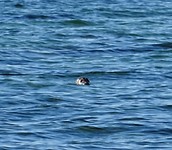 Een zeehondjes
